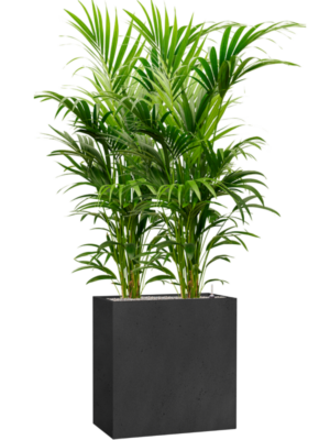 Kentia (Howea) forsteriana en Grigio