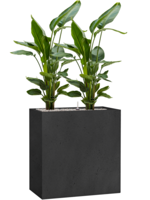 Strelitzia nicolai en Grigio