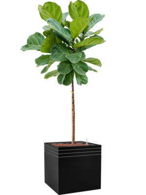 Ficus lyrata en Baq Line-Up