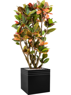 Croton (Codiaeum) variegatum 'Petra' en Baq Line-Up