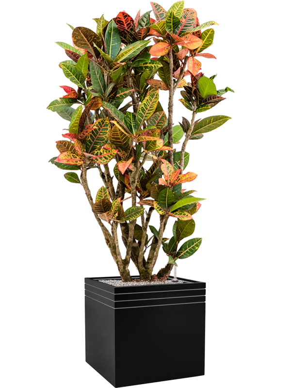 Croton (Codiaeum) variegatum 'Petra' en Baq Line-Up
