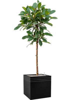 Ficus cyathistipula en Baq Line-Up