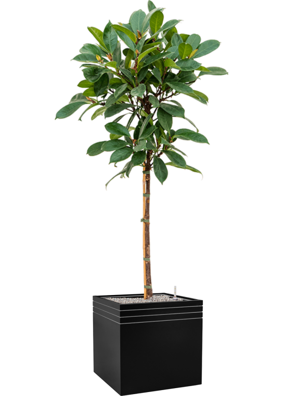 Ficus cyathistipula en Baq Line-Up