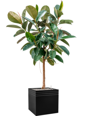 Ficus elastica 'Robusta' en Baq Line-Up