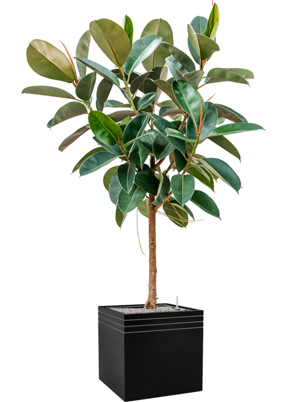 Ficus elastica 'Robusta' en Baq Line-Up