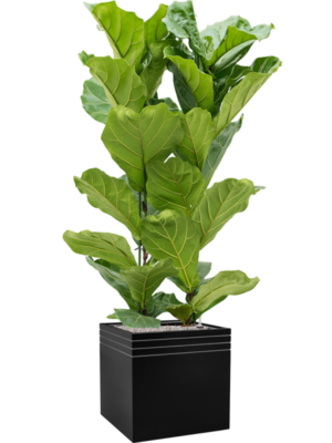 Ficus lyrata en Baq Line-Up