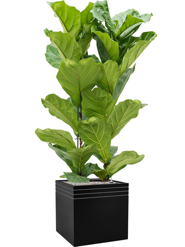 Ficus lyrata en Baq Line-Up