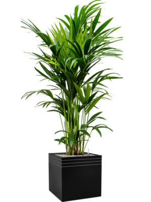 Kentia (Howea) forsteriana en Baq Line-Up