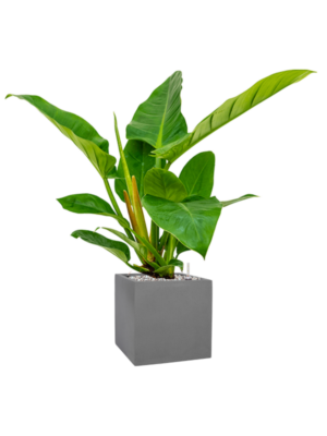 Philodendron `Imperial Green' en Natural