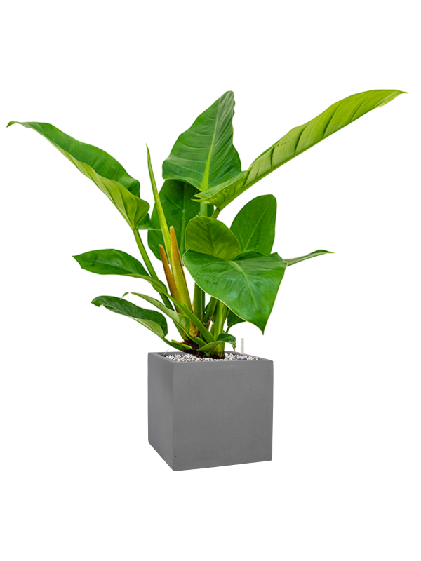 Philodendron `Imperial Green' en Natural, Pottery Pots