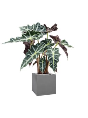 Alocasia 'Polly' en Natural