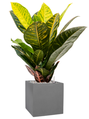 Croton (Codiaeum) variegatum 'Petra' en Natural