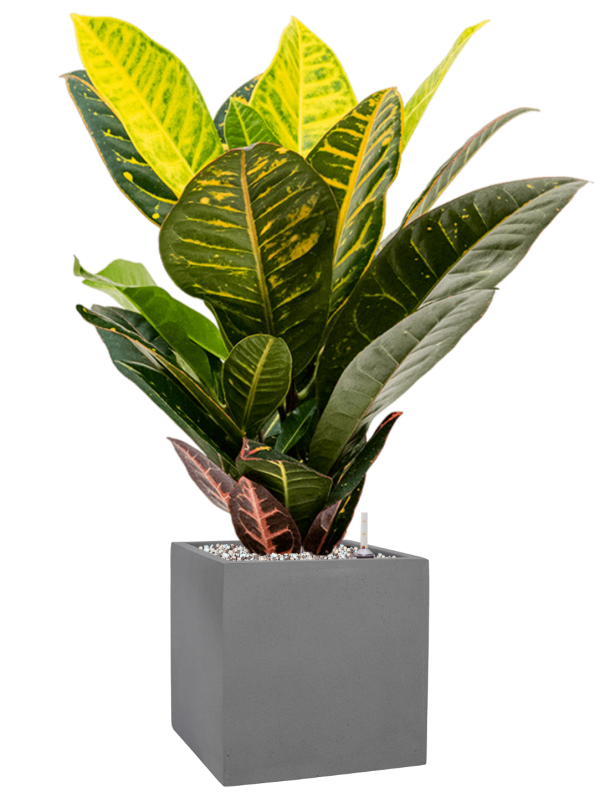 Croton (Codiaeum) variegatum 'Petra' en Natural, Pottery Pots