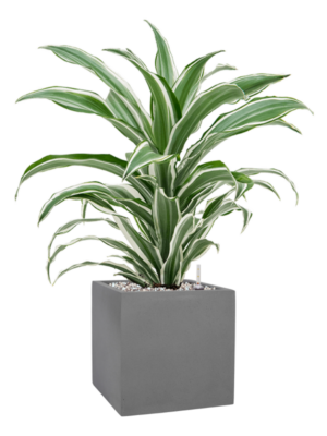 Dracaena fragrans 'White Jewel' en Natural
