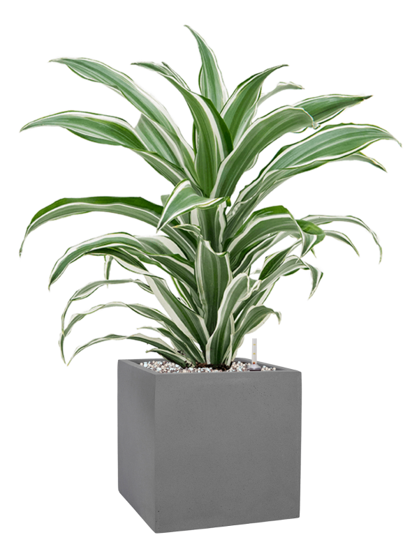 Dracaena fragrans 'White Jewel' en Natural, Pottery Pots