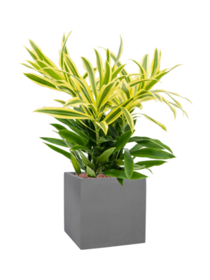 Pleomele (Dracaena) reflexa 'Song of Sri Lanka' en Natural