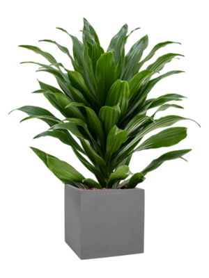 Dracaena fragrans 'Compacta' en Natural