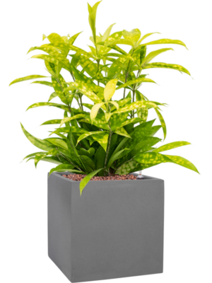 Dracaena surculosa 'Mike' en Natural
