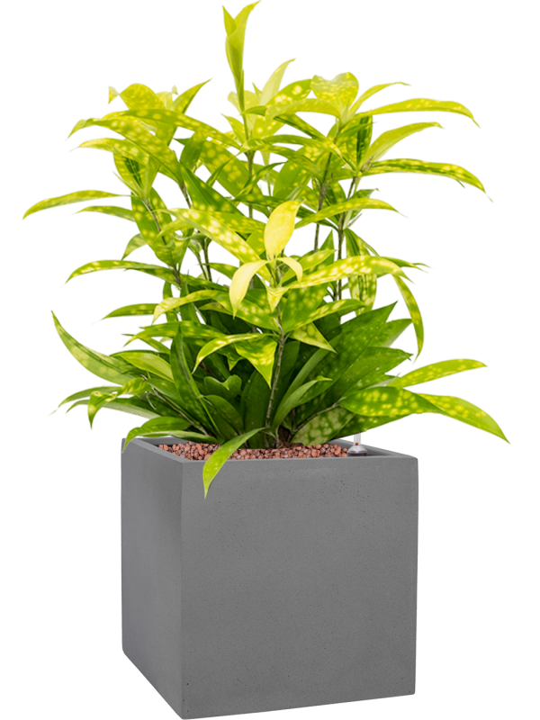 Dracaena surculosa 'Mike' en Natural, Pottery Pots