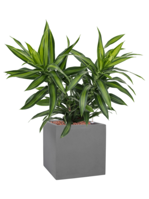 Pleomele (Dracaena) reflexa 'Song of Jamaica' en Natural