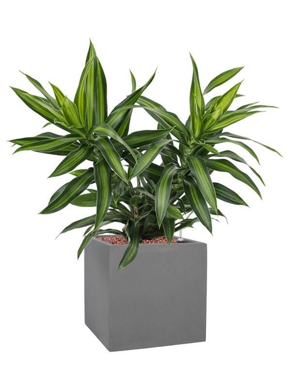 Pleomele (Dracaena) reflexa 'Song of Jamaica' en Natural, Pottery Pots