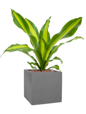 Dracaena fragrans 'Burley' en Natural
