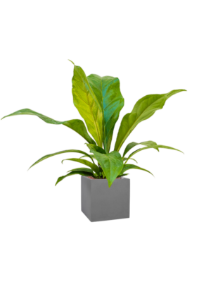 Anthurium elipticum 'Jungle bush' en Natural