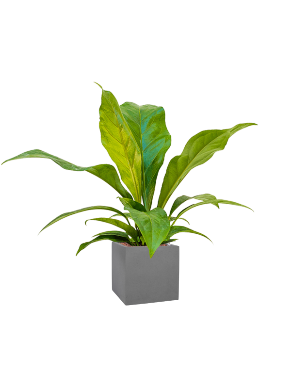 Anthurium elipticum 'Jungle bush' en Natural, Pottery Pots