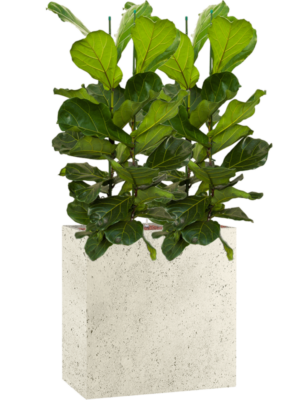 Ficus lyrata en Grigio