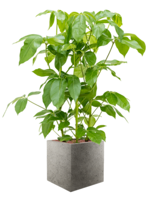 Schefflera actinophylla 'Amate' en Grigio