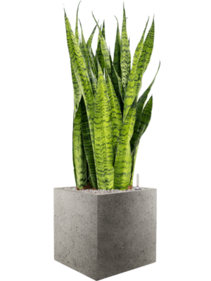 Sansevieria zeylanica en Grigio