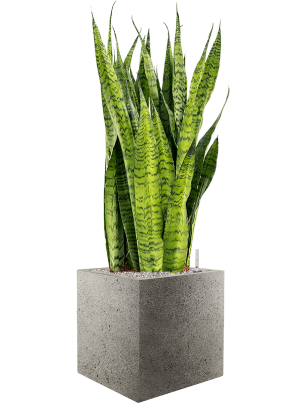 Sansevieria zeylanica en Grigio, Luca Lifestyle