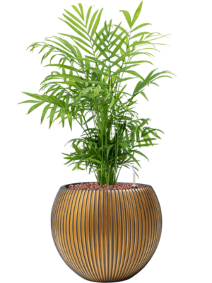 Chamaedorea elegans en Capi Nature Groove