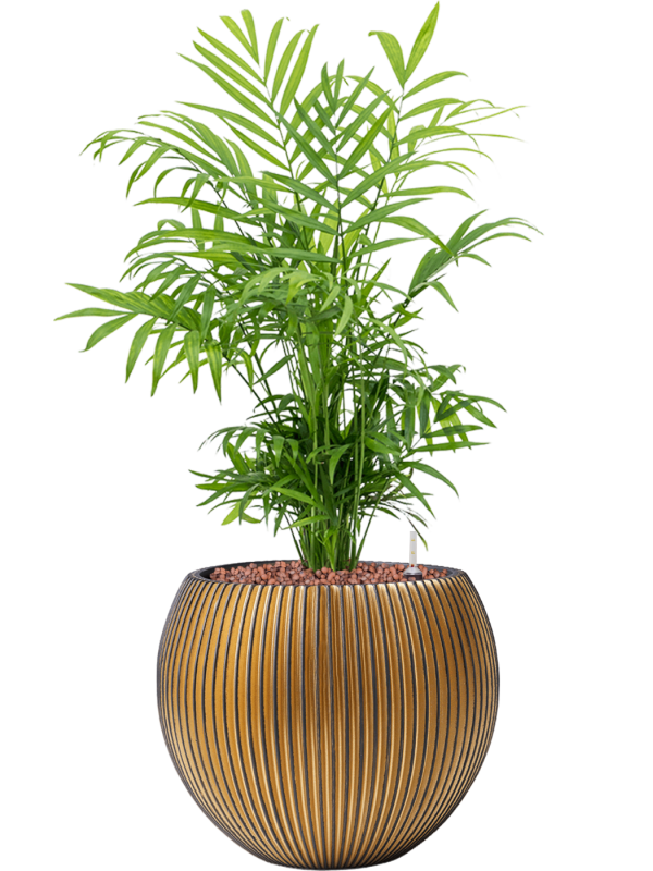 Chamaedorea elegans en Capi Nature Groove