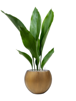 Aspidistra elatior en Capi Nature Groove