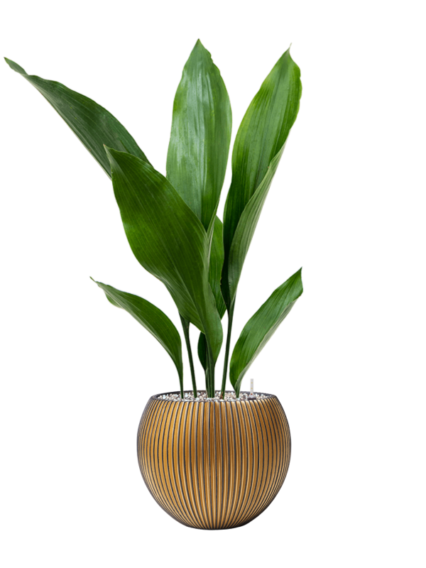 Aspidistra elatior en Capi Nature Groove