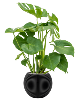 Monstera deliciosa en Capi Nature Groove