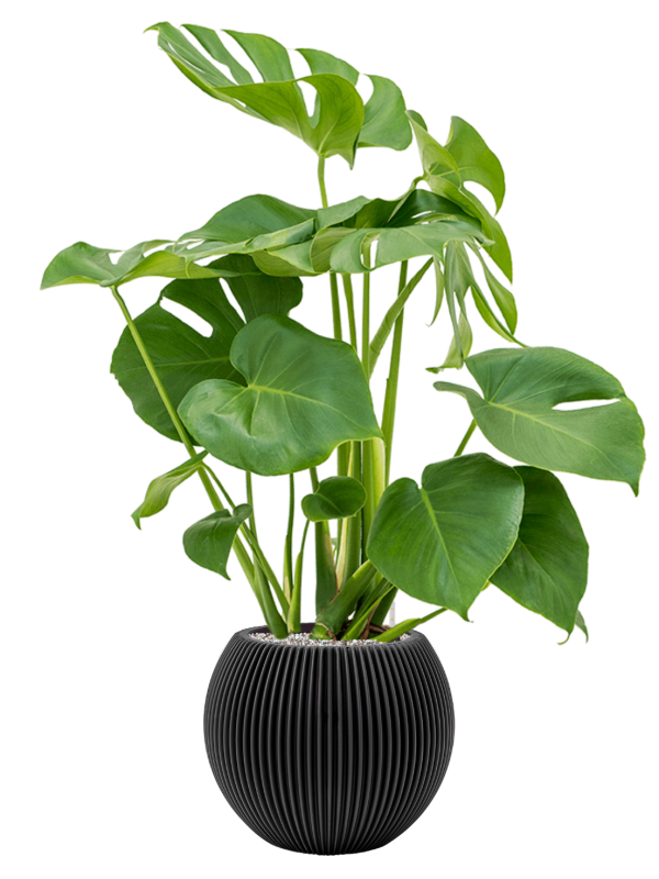 Monstera deliciosa en Capi Nature Groove