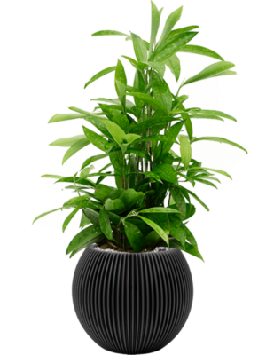 Dracaena surculosa en Capi Nature Groove