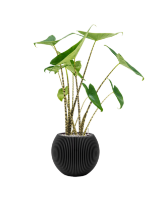 Alocasia zebrina en Capi Nature Groove