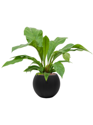 Anthurium elipticum 'Jungle bush' en Capi Nature Groove