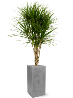 Dracaena marginata en Fiberstone