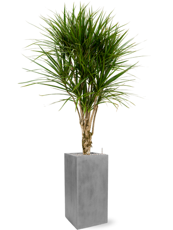 Dracaena marginata en Fiberstone, Pottery Pots