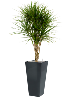 Dracaena marginata en Runner