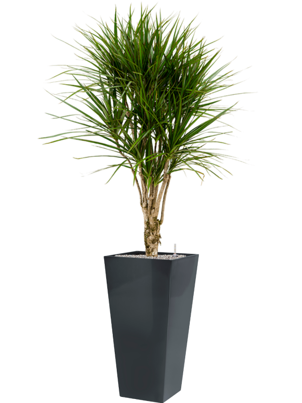 Dracaena marginata en Runner, Private label