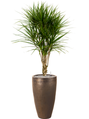 Dracaena marginata en Plain
