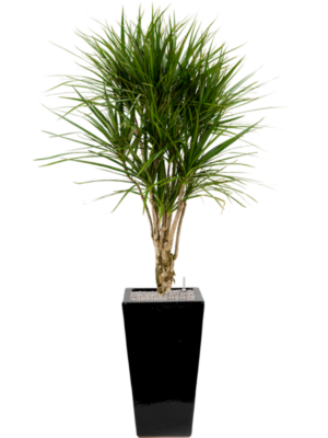 Dracaena marginata en Plain