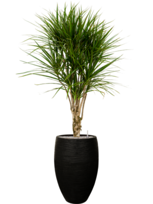 Dracaena marginata en Capi Nature Rib NL