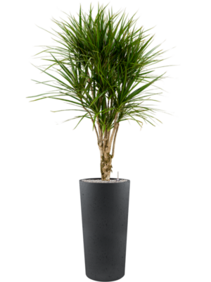 Dracaena marginata en Grigio
