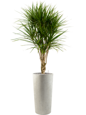 Dracaena marginata en Grigio